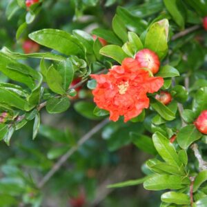 Grenadier à fleurs
