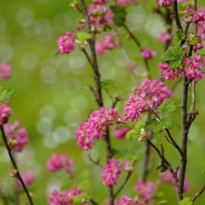 Groseiller à fleurs