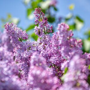Lilas