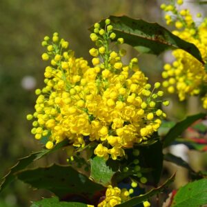 Mahonia