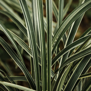 Phormium