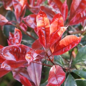 Photinia