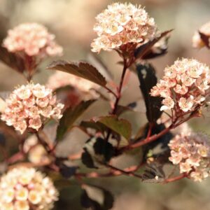 Physocarpus