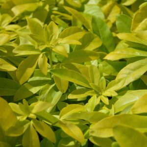 Pittosporum