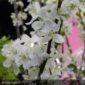 Pommiers à fleurs