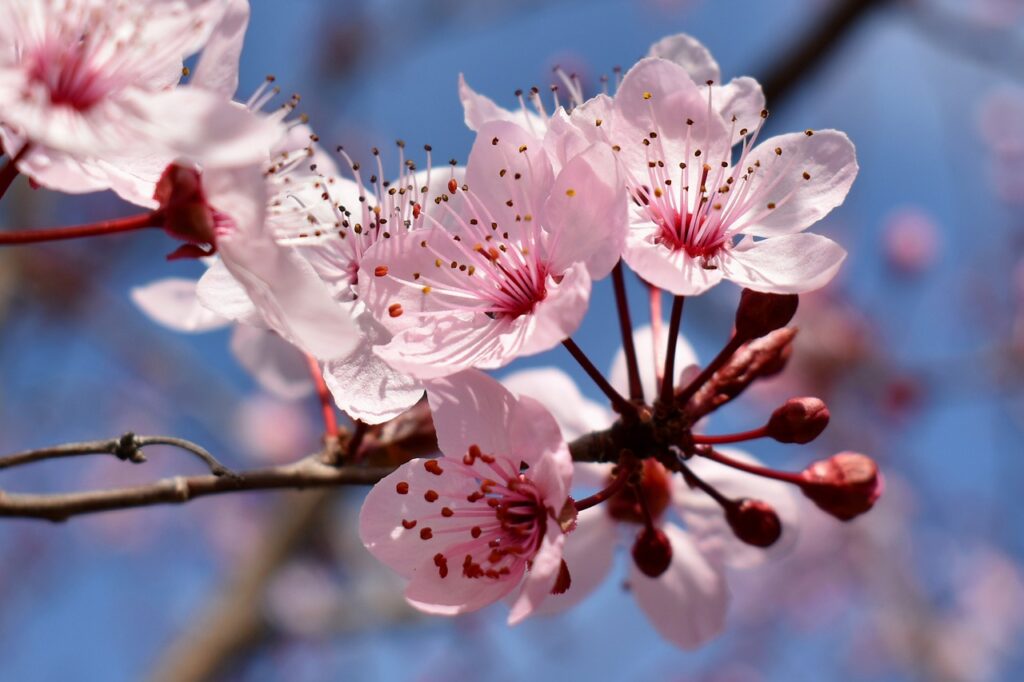 Prunus