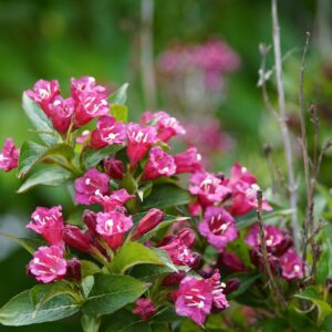 Weigelia