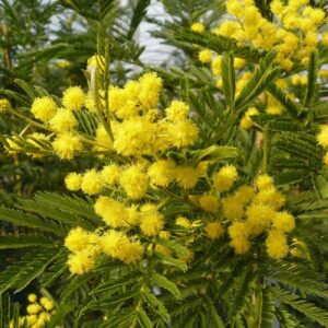 Mimosa d'hiver