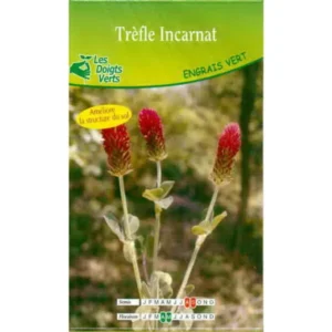 Trèfle incarnat