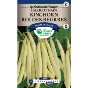 Haricot nain Kinghorn roi des beurres