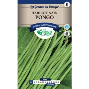 Haricot nain Pongo