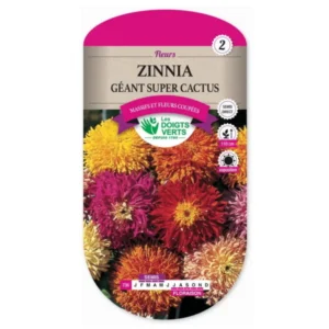 Zinnia géant super cactus