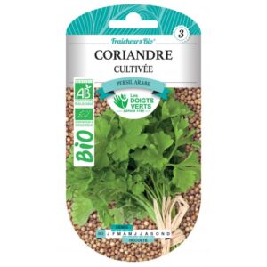 Coriandre cultivée