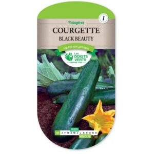 Courgette Black beauty