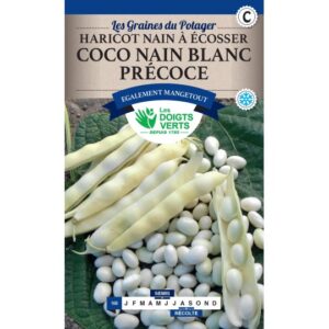 Haricot nain à écosser Coco nain blanc précoce