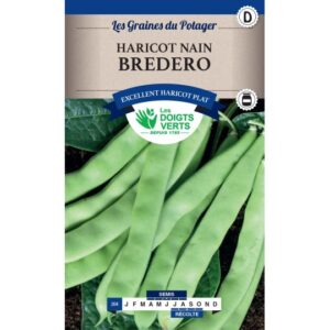 Haricot nain Bredero