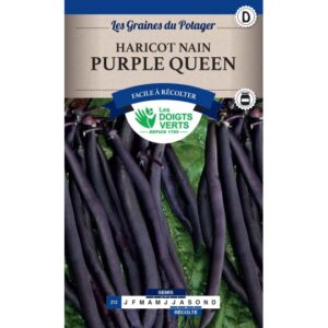 Haricot nain Purple queen