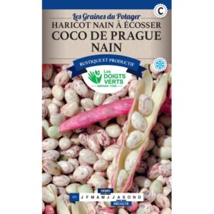 Haricot nain à écosser Coco de Prague nain
