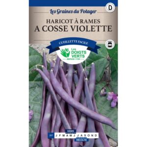 Haricot à rames à cosse violette