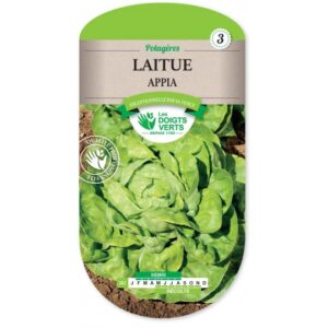 Laitue Appia