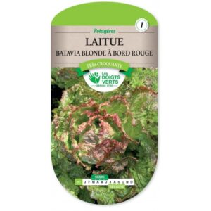 Laitue Batavia blonde à bord rouge