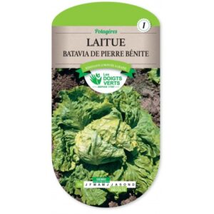 Laitue Batavia de Pierre Bénite