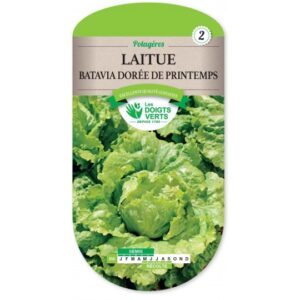 Laitue Batavia dorée de Printemps