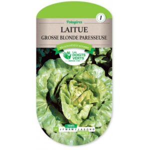 Laitue grosse blonde paresseuse