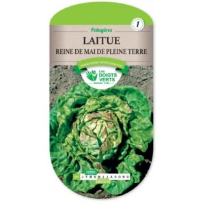 Laitue reine de mai de pleine terre