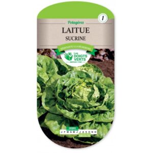 Laitue sucrine
