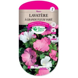 Lavatère à grande fleur varié