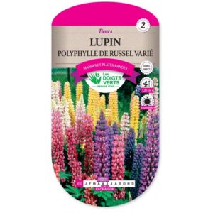 Lupin polyphylle de Russel varié