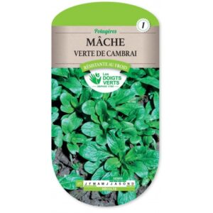 Mâche verte de Cambrai