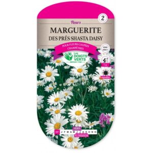 Marguerite des près Shasta Daisy