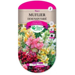 Muflier demi nain varié