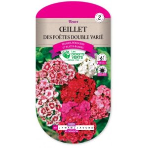 Oeillet des poètes double varié