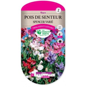 Pois de senteur Spencer varié