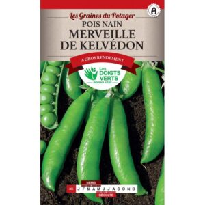 Pois nain Merveille de Kelvédon