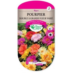 Pourpier double à grande fleur varié