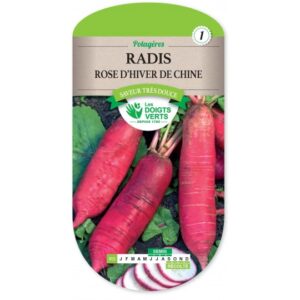 Radis rose d'hiver de Chine