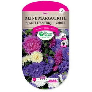 Reine marguerite beauté d'Amérique variée