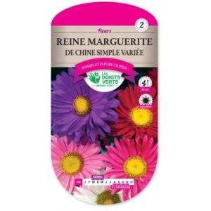 Reine marguerite de Chine simple variée