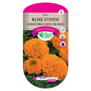 Rose d'Inde Hawaî double grande orange