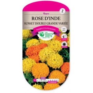 Rose d'Inde Sunset double grande variée