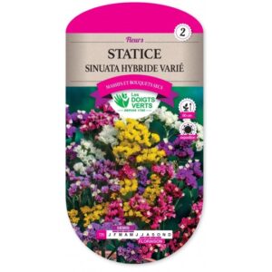 Statice Sinuata hybride varié