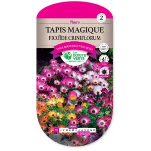 Tapis magique Ficoïde Criniflorum