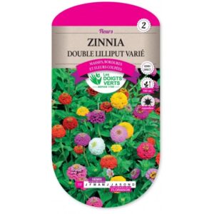 Zinnia double Lilliput varié