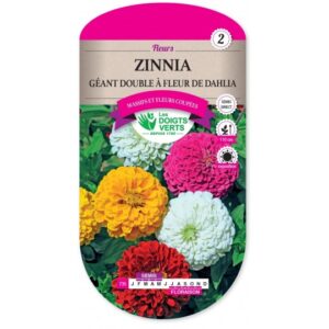 Zinnia géant double à fleur de dahlia