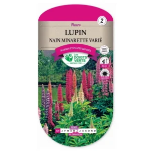 Lupin nain minarette varié