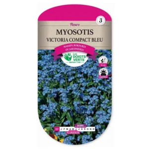 Myosotis Victoria compact bleu